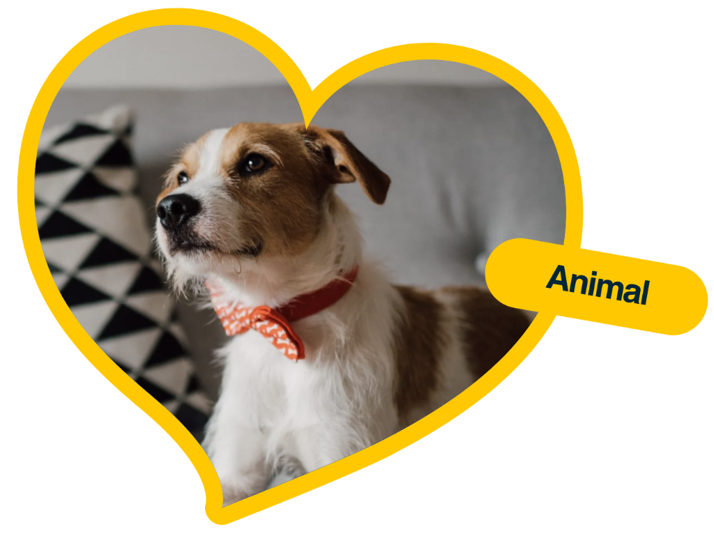 Animal